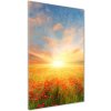 Vertikálny foto obraz sklenený Pole makov 50x100 cm