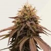 Kera Seeds - Cherry Grapefruit Auto 3 ks - Semená neobsahujú THC