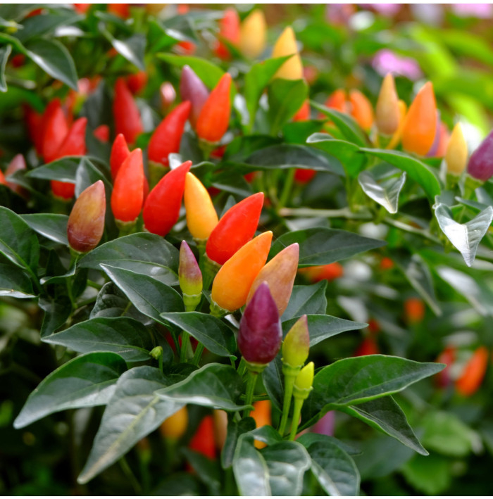 Chilli Prairie Fire - Capsicum annuum - semená chilli - 6 ks