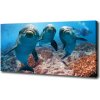 Foto obraz canvas Delfíni 100x50 cm
