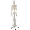 Anatomický model kostry 1:1 170 cm Malatec 22583