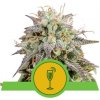 Royal Queen seeds Mimosa Automatic neobsahují THC 10 ks