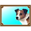 Farebná ceduľka Pozor pes Jack Russel terier