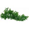 Lucky Reptile Turtle Plants - Horn Fern cca 40 cm
