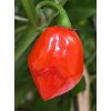 Habanero maya red (semená)