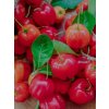 Acerola Red– Malpighia emarginata s priemerom kmeňa 6-8 cm, v celkovej výške 160-200 cm