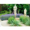 Juka vláknitá 30-40 cm - Yucca filamentosa, kont. 3 l