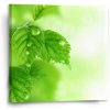 Sablio Obraz Listy 2 - 50x50 cm