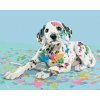 Zuty Diamantové maľovanie DALMATÍN A ROZLIATE FARBY 40x50 cm vypnuté plátno na rám