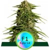 Royal Queen seeds Epsilon F1 neobsahují THC 10 ks