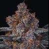 Anesia Seeds - Dankberry 10 ks - semená neobsahujú THC