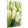 Vertikálny foto obraz akryl do obývačky Biele tulipány 50x100 cm