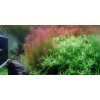 Rotala wallichii 1-2 Grow!