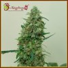 Dr. Krippling Seeds - Patel´s Cornershop Surprise 10 ks - Semená neobsahujú THC