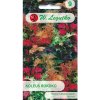 Semená, zmes rastlín Koleus - Blumov koleus - Rokoko - zmes 0,02 g