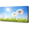 Foto obraz na plátne do obývačky Púpavy 100x50 cm