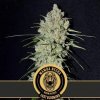 Blimburn Seeds - Mamba Negra Fast 3 ks - Semienka neobsahujú THC