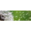 Fototapeta Dimex Dandelion KI180-012 | 180 x 60 cm (Samolepiace fototapety na linku)