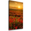 Vertikálny foto obraz na plátne do obývačky Pole makov 50x100 cm