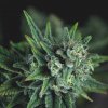 Pyramid Seeds Galaxy Fast semena neobsahují THC 5 ks