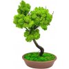 Bonsaj bezúdržbový Brown 40cm