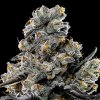 Anesia Seeds - Violet Face 5 ks - semená neobsahujú THC