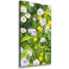 Vertikálny foto obraz na plátne do obývačky Sedmokrásky 50x100 cm