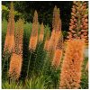 Fakľa úzkolistá Kleopatra - Eremurus Cleopatra - koreňové hľuzy - 1 ks