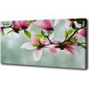 Foto obraz na plátne Magnólie 100x50 cm