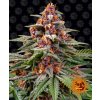Barney's Farm Runtz Auto neobsahuje THC 10 ks