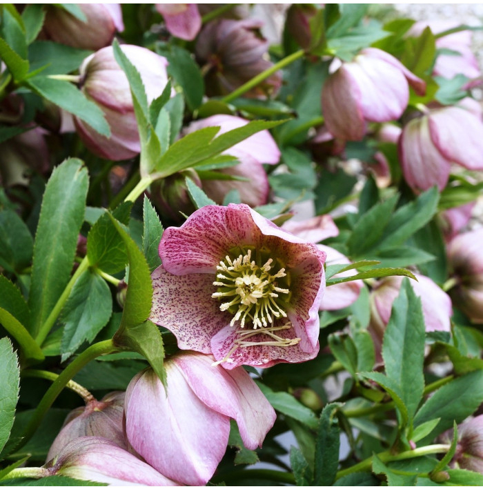 Čemerica východná - Helleborus orientalis - voľnokorenné sadenice čemerice - 1 ks