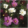Krasuľka perovitá Cosmini Mix - Cosmos bipinnatus - semená krasuľky - 20 ks