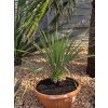 Yucca rostrata s výškou kmeňa 10 cm, celková výška 65 cm