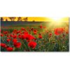 Foto obraz fotografie na skle pole makov 100x50 cm