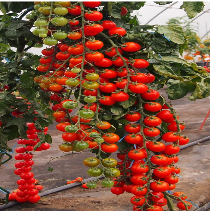 Paradajka Charmant F1 - Solanum lycopersicum - semená paradajky - 10 ks