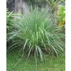 CITRÓNOVÁ TRÁVA (CYMBOPOGON CITRATUS) 100 SEMIEN