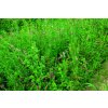 Ekočlovek Green mix multi 20 kg
