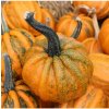 Tekvica okrasná Kamo Kamo - Cucurbita pepo - semená - 5 ks