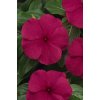 Vinca Catharanthus roseum vzpriamená vinca Titan Series F1 Burgundy 1000 semien