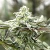 Humboldt Seed Organization - Lemon Citron 10 ks - semená neobsahujú THC