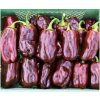 Bio Paprika Chocobell - Capsicum annuum - predaj bio semien - 8 ks