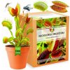 Semená mäsožravej rastliny Dionaea muscipula 300 g