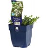 Klinček slzičkový FloraSelf Dianthus deltoides 'Albiflorus' 5-20 cm kvetináč 0,5 l