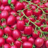 Semená paradajok Plantico Cherry 0,20 g jednoročné