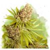 Nirvana - AK-48 Auto Semena neobsahují THC 3 ks