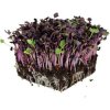 Toraf Microgreens semínka na klíčky Ředkvička Red Hurricane 10 g