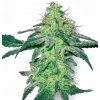 White Label White Skunk regular semena neobsahují THC 10 ks