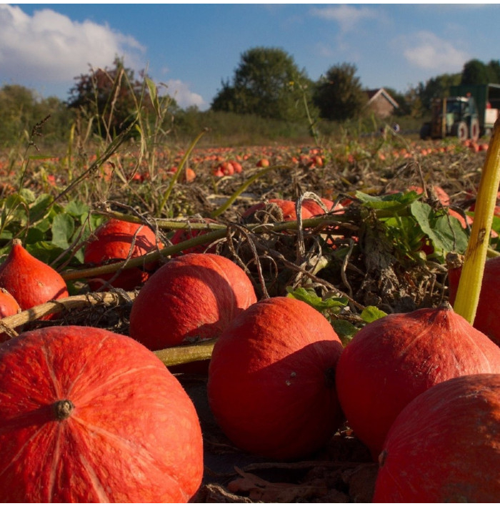 Tekvica Hokkaido Uchiki Kuri - Cucurbita maxima - semená tekvica - 5 ks