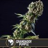 Blimburn Seeds Cannabis Seeds Grandaddy Purple Feminizované 3 ks
