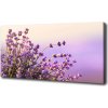 Foto obraz na plátne do obývačky Levanduľa 100x50 cm